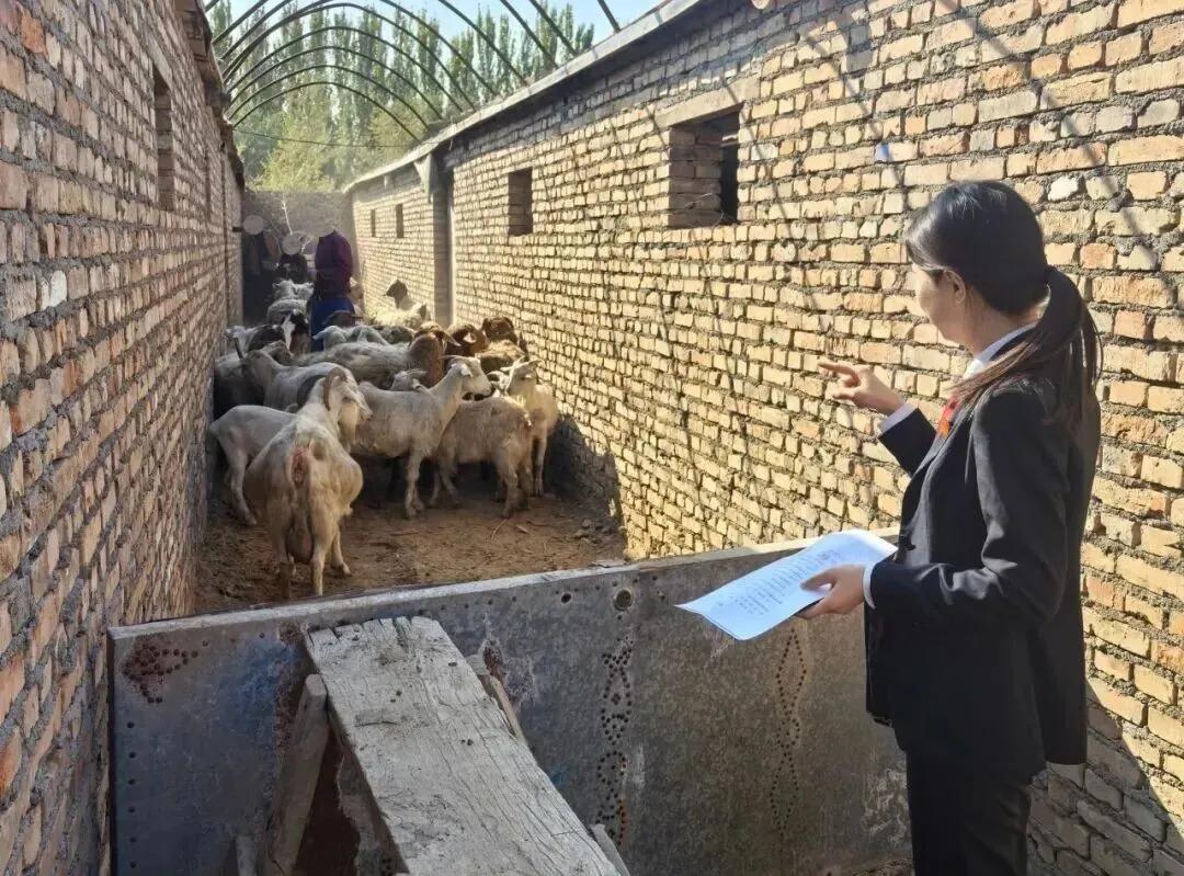 感情没了,五十只羊怎么分?他们把法庭搬进了羊圈!